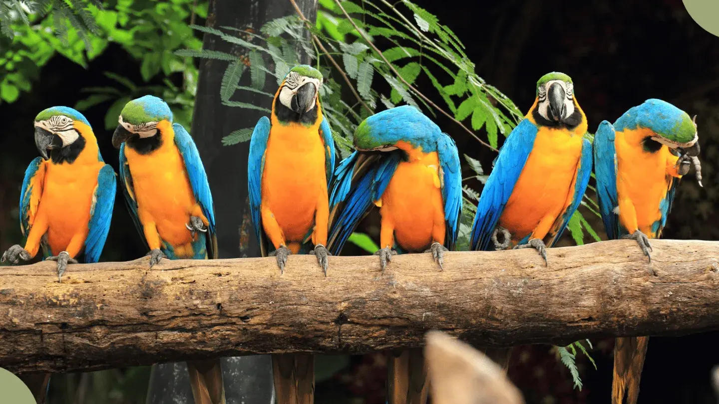 Decreto do Rio prevê até quatro anos e renovação para autorização ambiental de empreendimentos de fauna