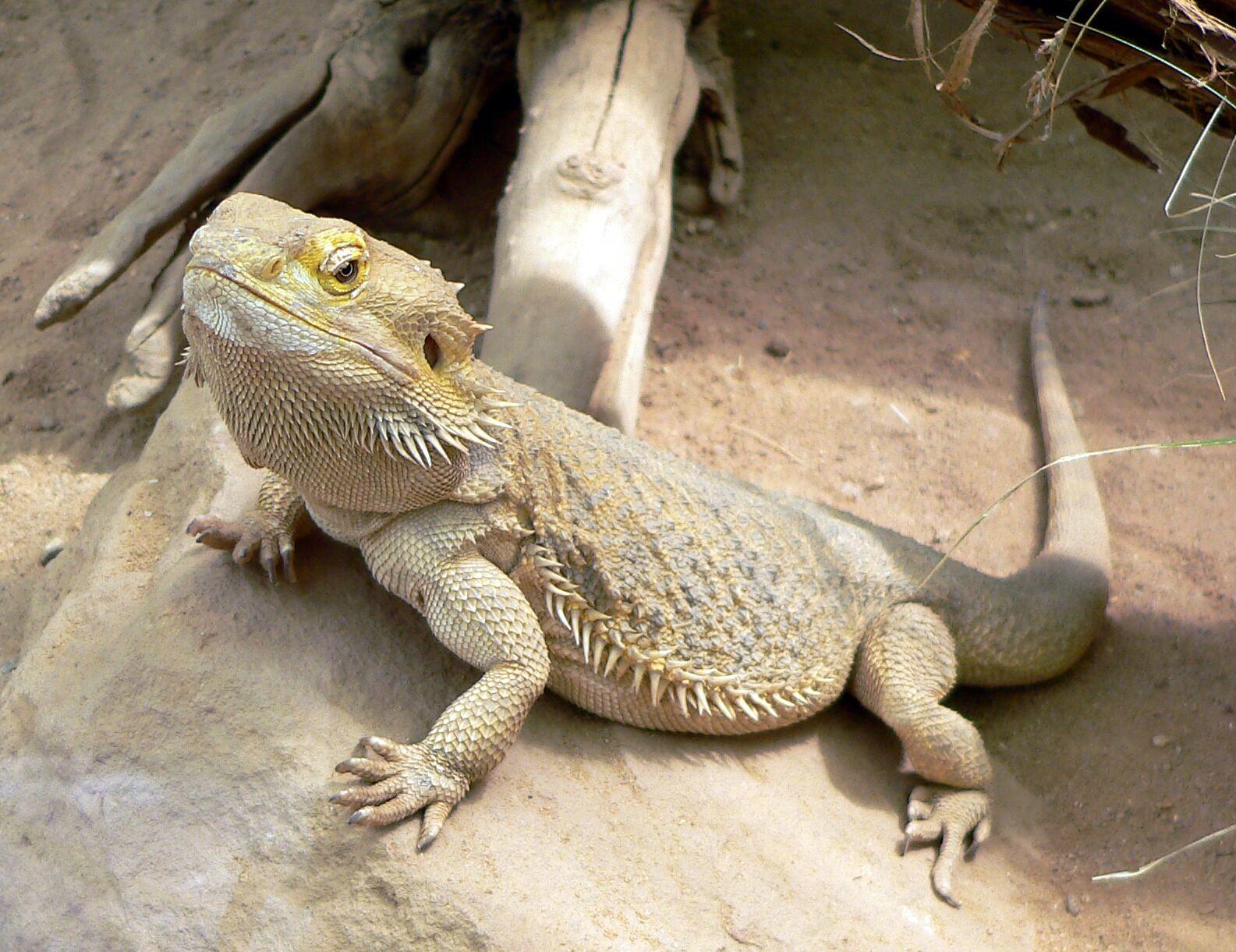 Dragao-barbudo apoiado sobre pedra, corpo inteiro visivel