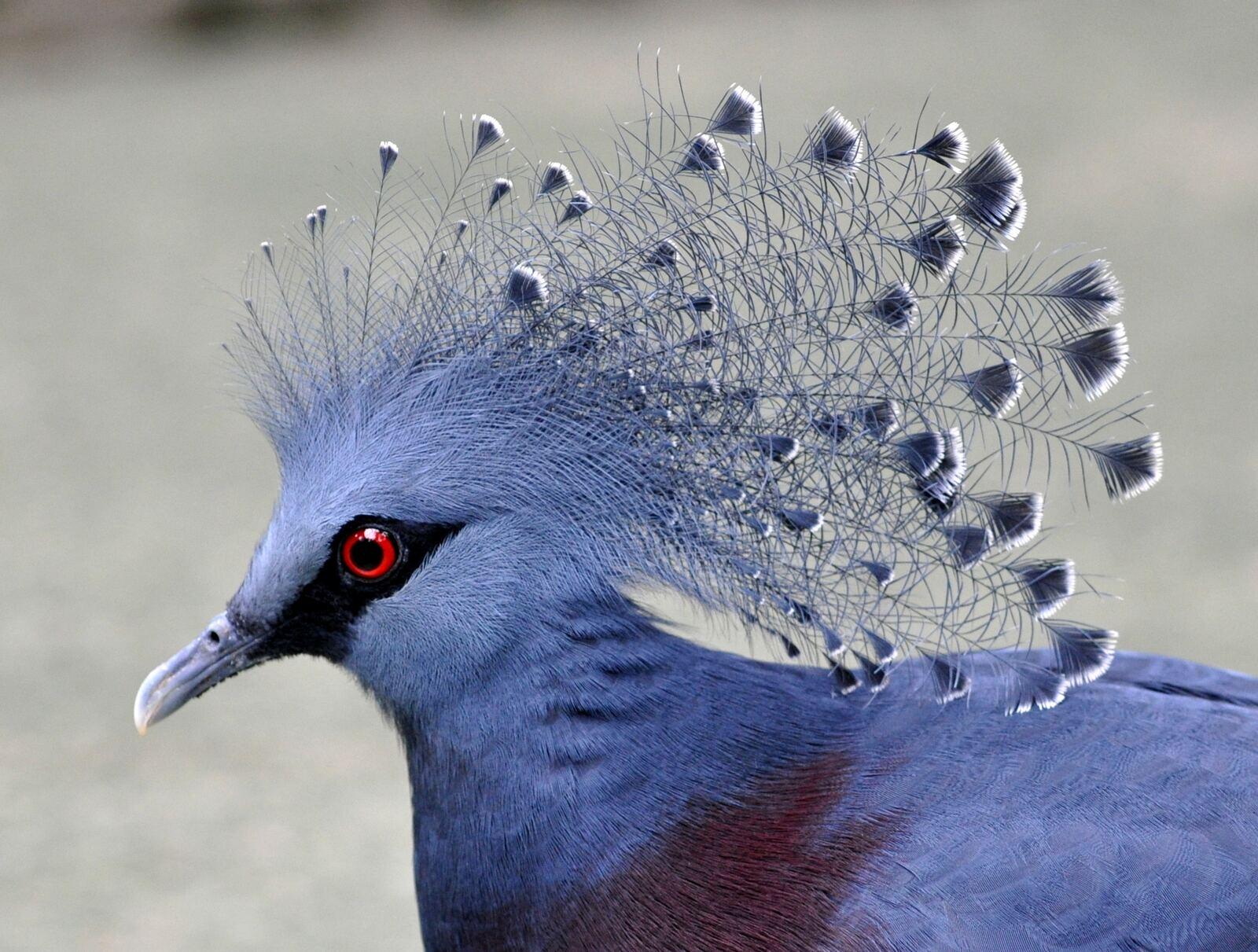 Pomba-goura com a crista aberta, plumagem azul-lilas